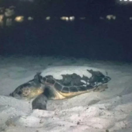 - Cala Pira Pochi Passi Dalla Spiaggia Villasimius